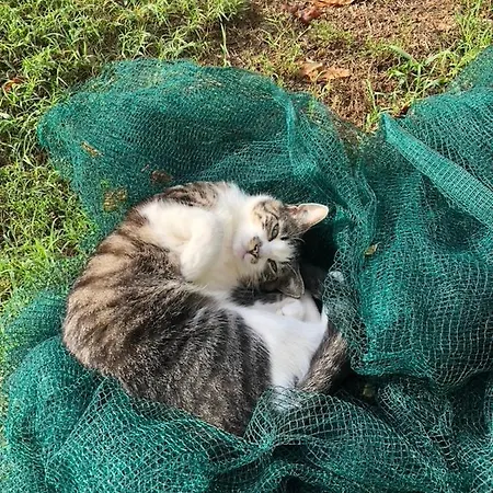 Biomatto 农家乐 阿罗纳