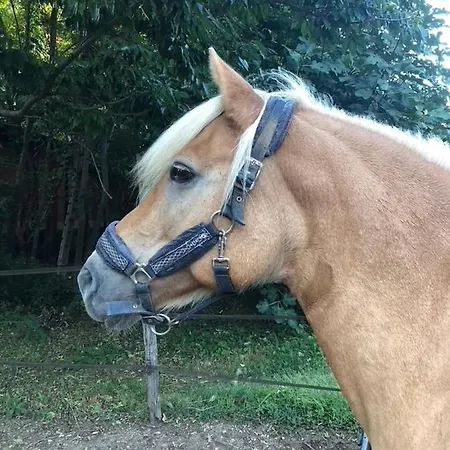 农家乐 Biomatto *