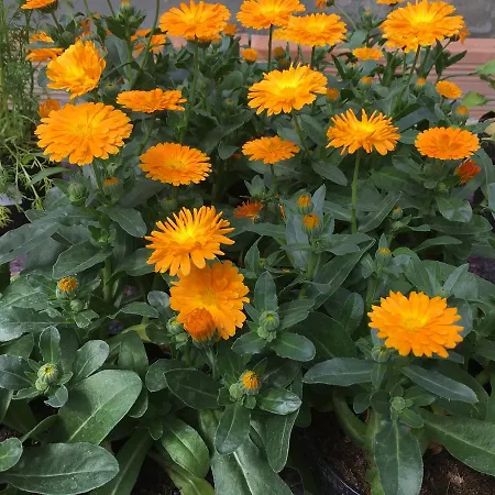 农家乐 Biomatto 阿罗纳