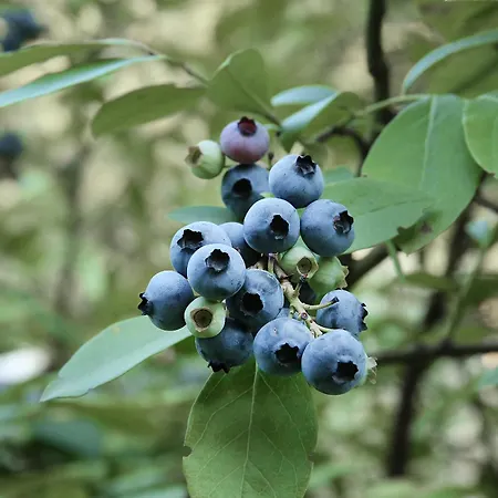 Biomatto * 阿罗纳