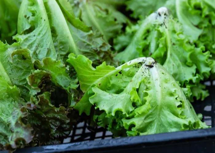 Agroturismo Biomatto