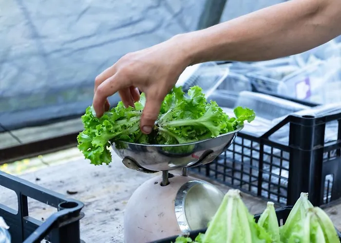 Biomatto ファームステイ *